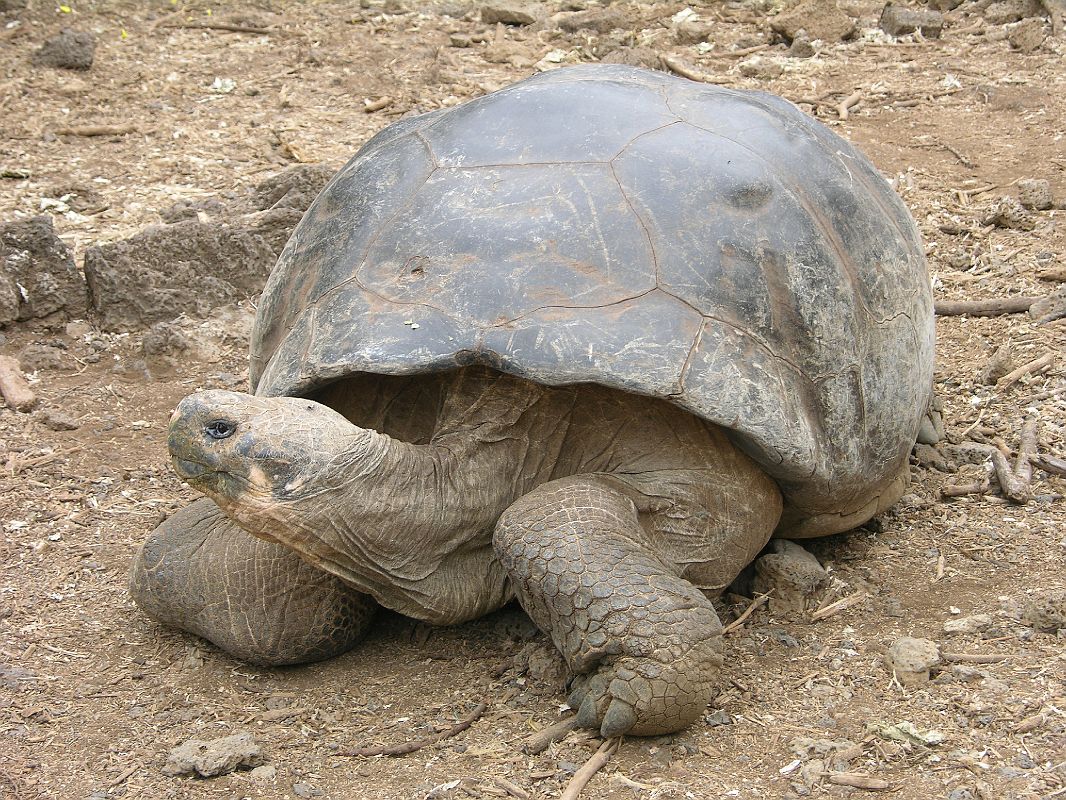 Galapagos 5-1-06 Puerto Ayora Darwin Research Station Tortoise With Dome Shell